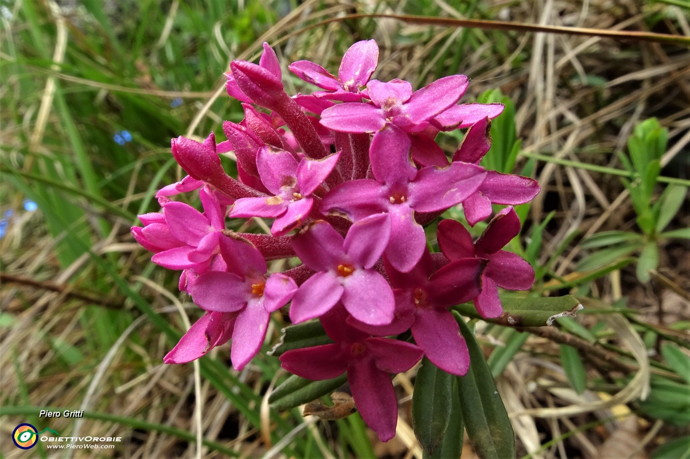 51 Dafne odorosa (Daphne cneorum).JPG